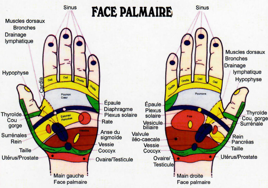 Face palmaire